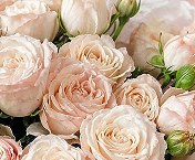 Festive bouquet of roses